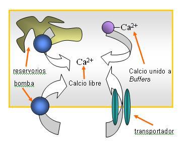 Calcio intracelular: Se muestran las fuentes y sumideros del catión.:left