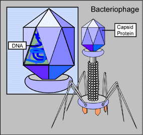 Esquema de bacteriófago. Fuente: Wikipedia.:left