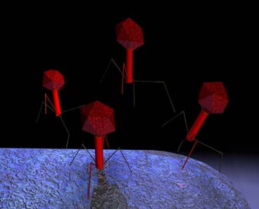 Ataque de bacteriófagos: visualización 3D (fuente: Wikipedia).:left
