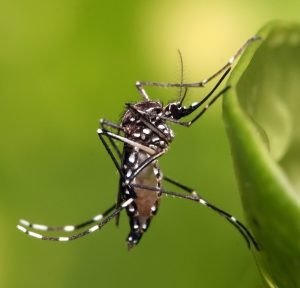 Mosquito Aedes aegypti, fotografía tomada del sitio del Grupo de Estudio de Mosquitos (GEM), FCEN- UBA.:left