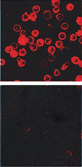 Nanotubos portadores: Proteinas receptoras en linfocitos T se muestran en rojo (arriba). Los nanotubos equipados con ARNip apagan la expresión de los receptores (abajo).:left