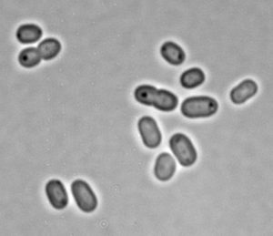 Figura 1. Imagen por microscopía de la cinanobacteria Sinechococcus. By Masur - Own work, Public Domain.:left